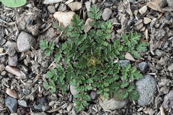 DSC_8480_mod21.jpg