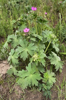 IMG_6205_geranium_mod21.jpg