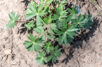 N17_3953_leaves_mod21.jpg
