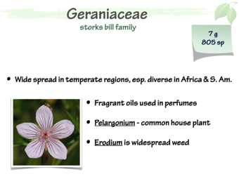 Geraniaceae1.png