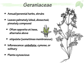 Geraniaceae2.png