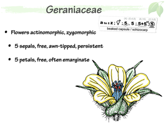 Geraniaceae3.png