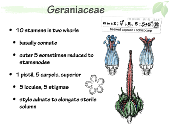 Geraniaceae4.png