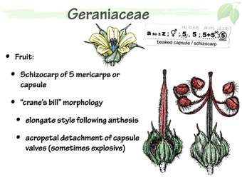 Geraniaceae5.png