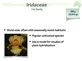 Irid01.png