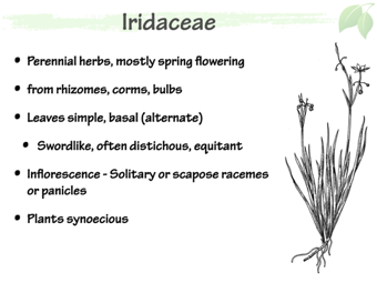 Irid02.png