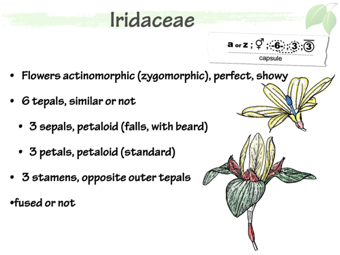 Irid03.png