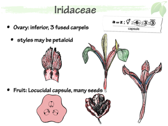 Irid04.png