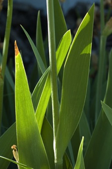 DSC_9755_equitant_leaves_mod.jpg