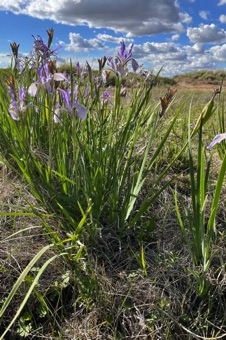 IMG_6221_iris.jpg