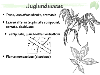Jugland02.png