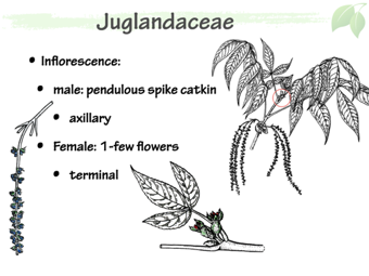 Jugland03.png