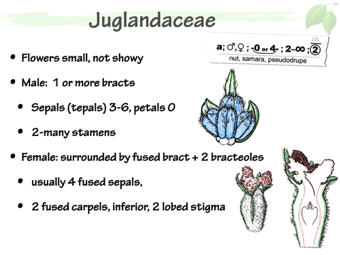 Jugland04.png