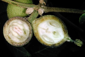 Juglans nigra - cross section and long section through maturing fruits