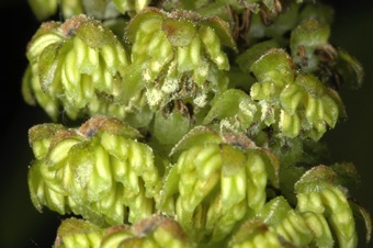 Juglans regia male flowers