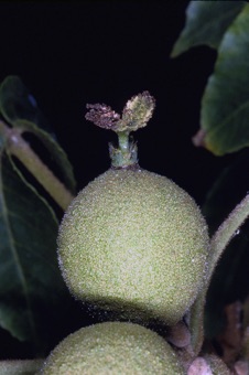 Juglans nigra