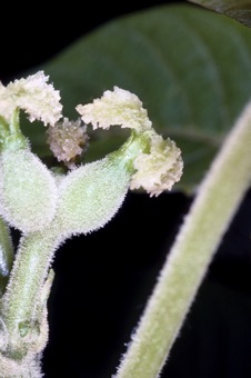 Juglans nigra - female flowers at time of pollination