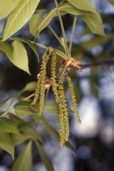 Carya (hickory) male catkins