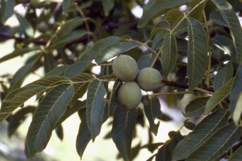 Juglans regia - english walnut