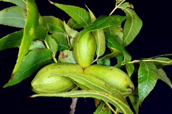 Carya (Pecan)