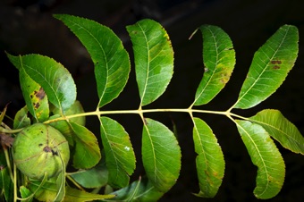 Carya (pecan)