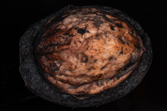 Juglans regia (English walnut) - nut embedded in blackened husk (bracts)