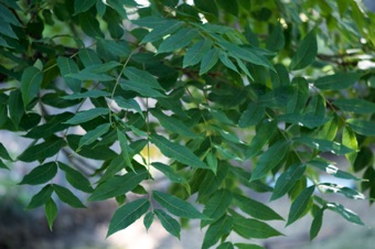 Juglans nigra (black walnut)
