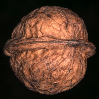 Juglans regia (English walnut) - hard pericarp is formed of two halves...which attests to ovary being formed from two fused carpels