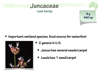 Junc01.png