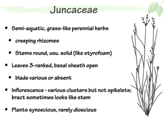 Junc03.png