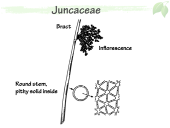 Junc04.png