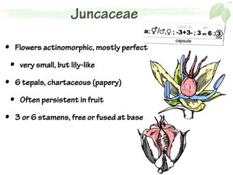 Junc05.png