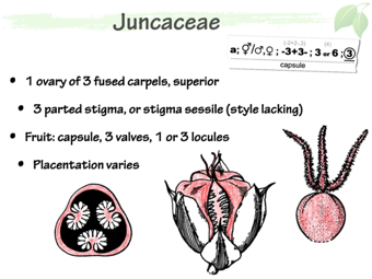 Junc06.png