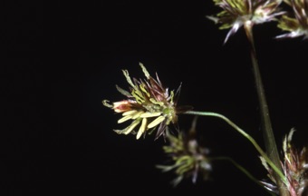00228_Luzula_echinata.jpg
