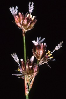 01622_Juncus_sp_mod21.jpg