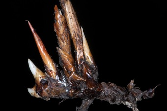 Juncaceae rhizome