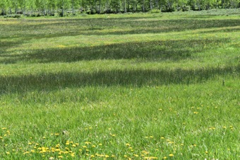 Dark bands in this mesic meadow are Juncaceae.