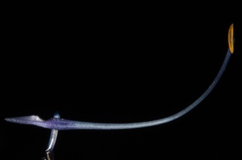 Salvia - tweezers holding short filament, with long connective; anther sac on left has aborted