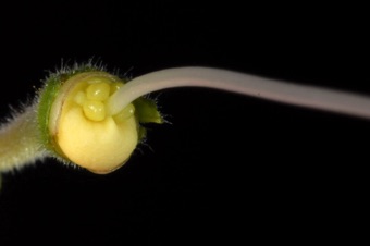 Salvia - deeply four lobed ovary (2 carpels) with a gynobasic style
