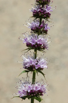Verticilate clusters of flowers from an Argentine mint