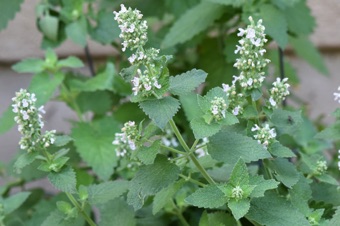 Nepeta - catnip.