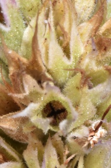 Maturing Agastache fruit - of four nutlets.