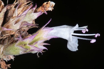 Agastache flower, side view