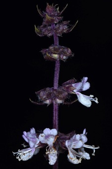 Basil - culinary herb