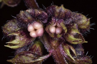 Basil - fruits; the calyx on the left has been partially removed to more clearly show the nutlets