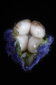 Salvia farinosa - half of the calyx was removed to reveal the nutlets (the calyx seals along its opening after the corolla is shed)