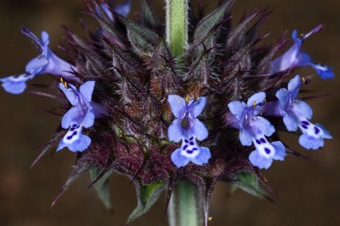 In Salvia, the filament is short with an elongate connective between anther sacs, the lower sacs are abortive