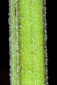 Salvia stem