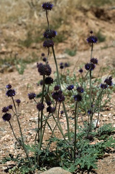 Salvia