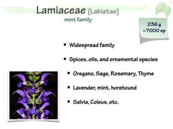 Lamiaceae1.png